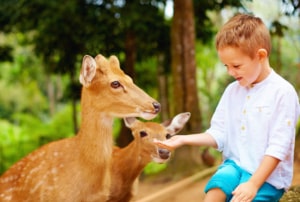 A child smiles as he feeds some deer by hand.